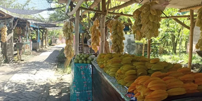 Wisata Belimbing Ngringinrejo Bojonegoro